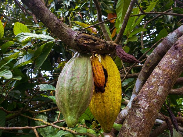 Comment organiser une visite des plantations de cacao en Côte d'Ivoire ?