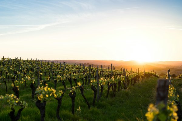 Quels sont les meilleurs circuits pour une découverte des vignobles de la vallée du Douro au Portugal?
